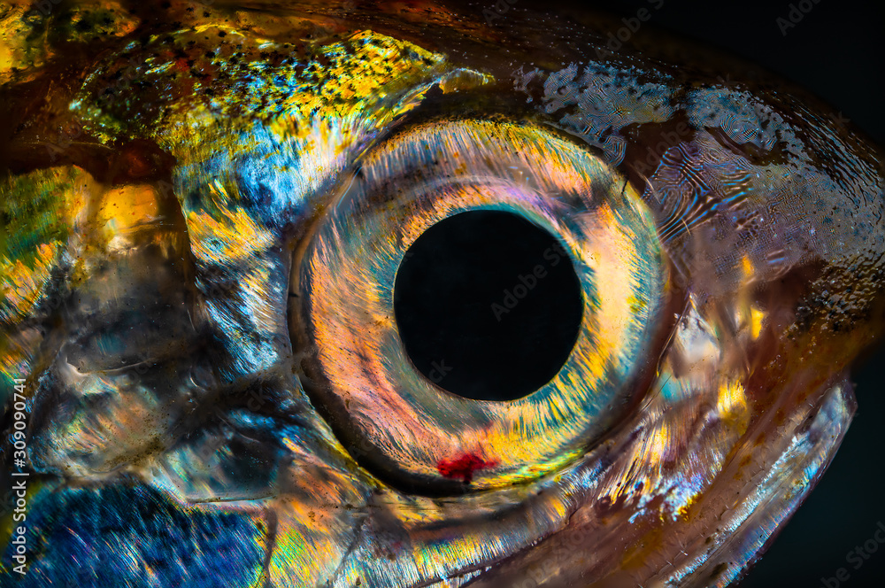 Real Fish's eye ultra macro wallpaper 