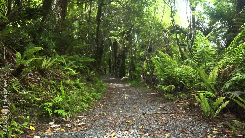 A New Zealand walking trail in Kaitoke amongst native bush sliding from left to right A New Zealand walking trail in Kaitoke amongst native bush sliding from left to right