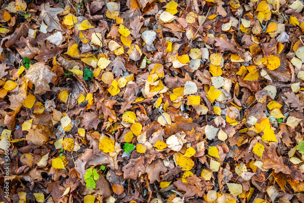 Yellow dry leaves lie on the ground. Yellow dry leaves lie on the ground.