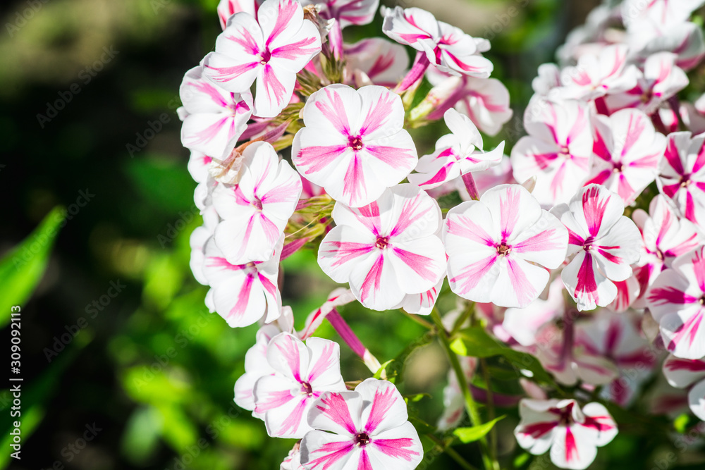 Blooming phlox in the garden. Shallow depth of field.