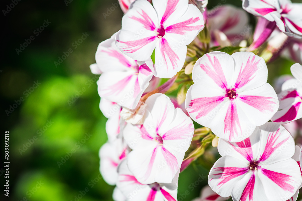 Fototapeta premium Blooming phlox in the garden. Shallow depth of field.