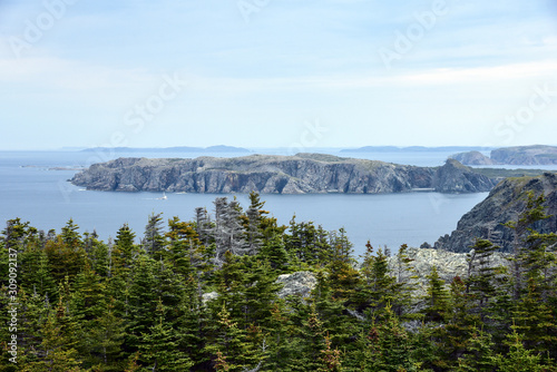 Rocky terrain and trees on the east coast of Newfoundland