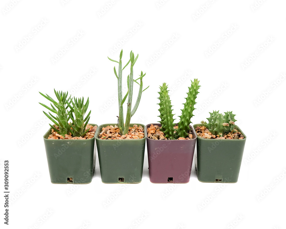 Small cactus in pot Small cactus in pot