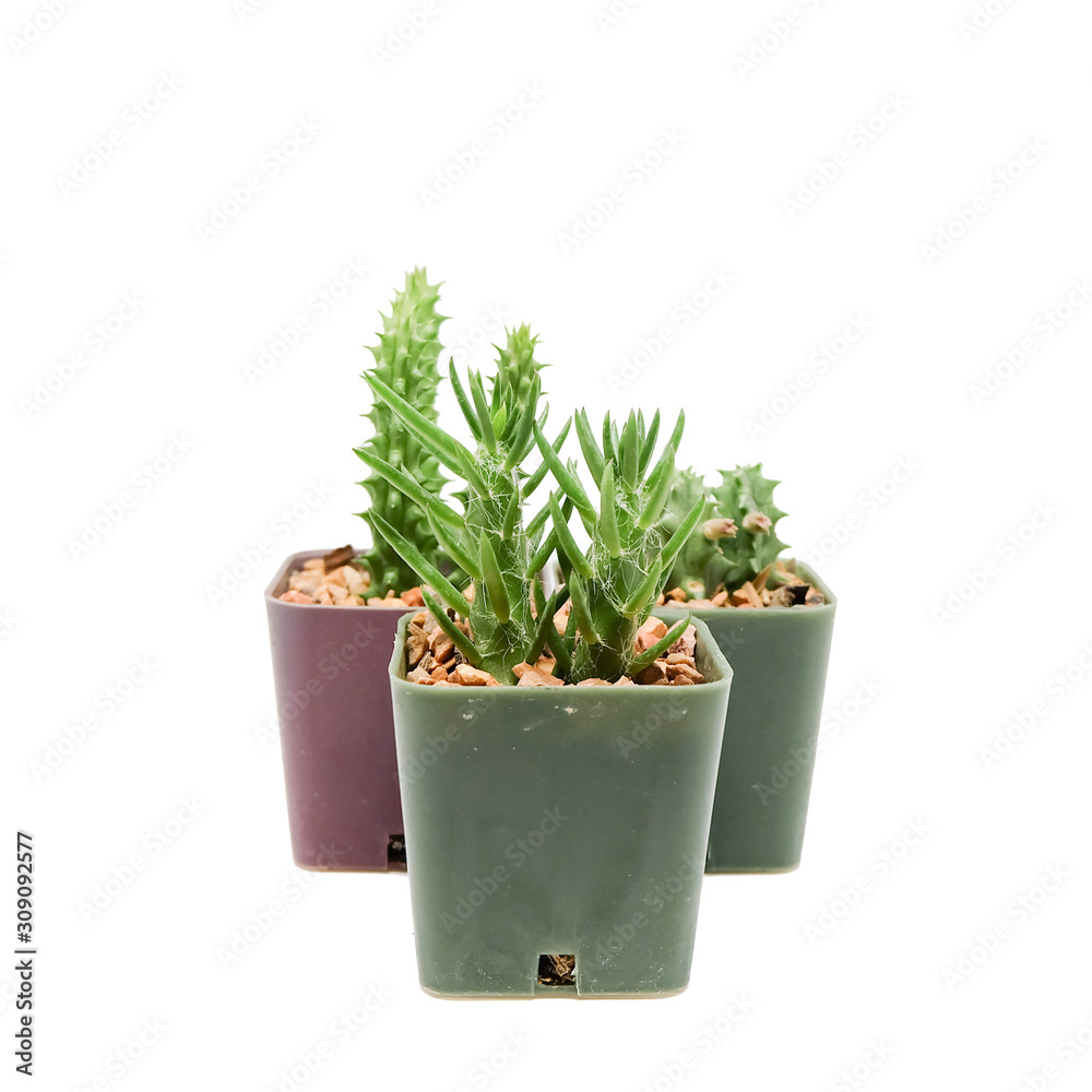 Small cactus in pot Small cactus in pot
