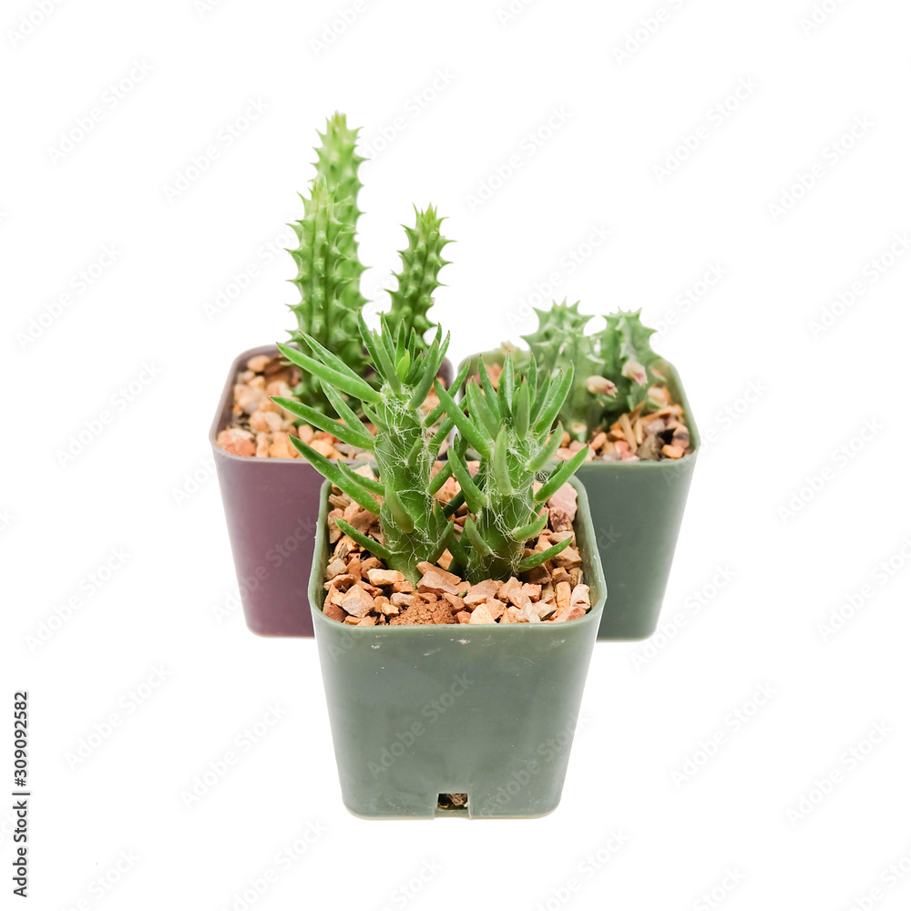 Small cactus in pot Small cactus in pot