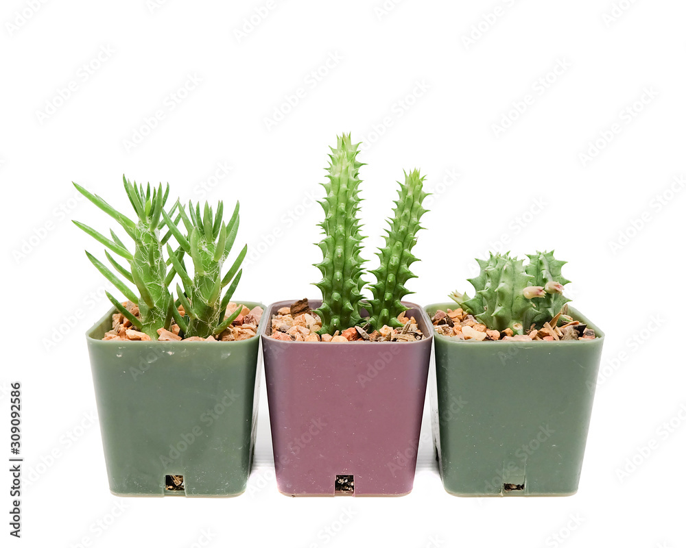 Small cactus in pot Small cactus in pot