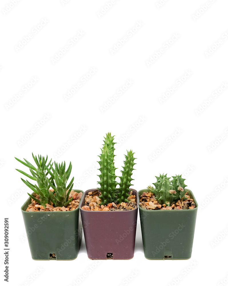Small cactus in pot Small cactus in pot