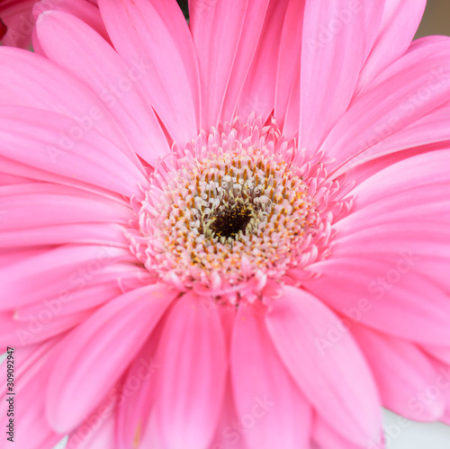 Beautiful close up gerbera flower for background 