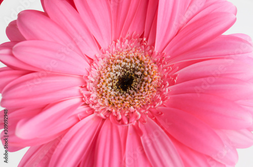 Beautiful close up gerbera flower for background 