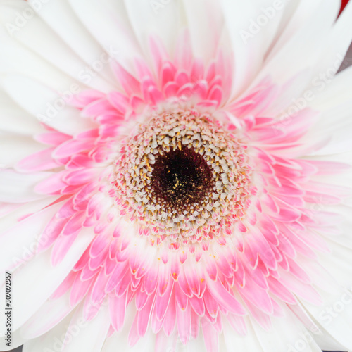 Beautiful close up gerbera flower for background 