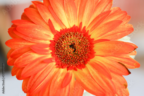 Beautiful close up gerbera flower for background 