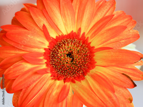 Beautiful close up gerbera flower for background 