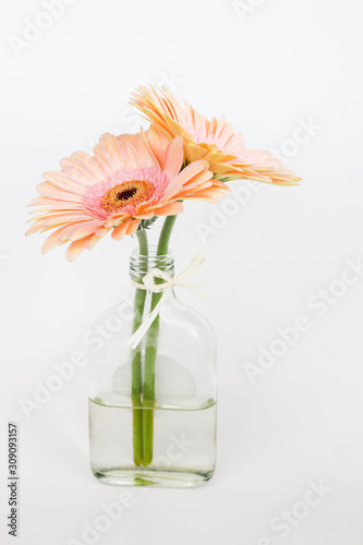 Fresh Gerbera flower in vase