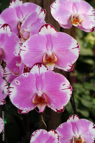 Beautiful orchid - Phalaenopsis