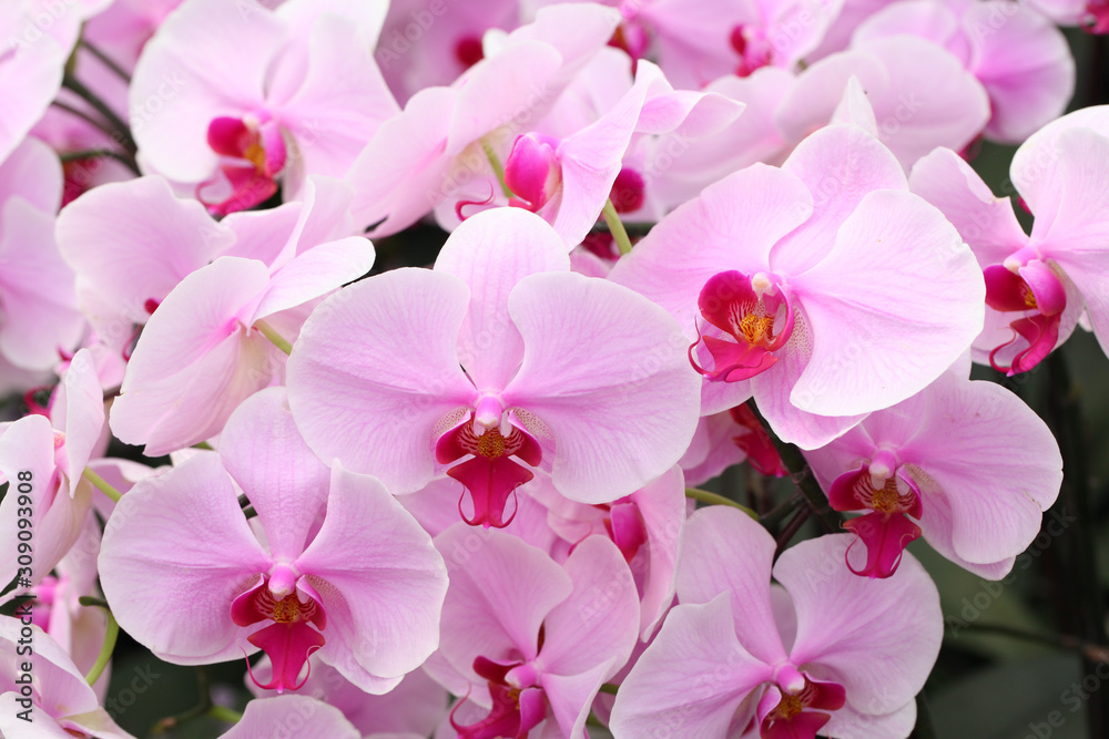 Obraz premium Beautiful pink orchid - Phalaenopsis