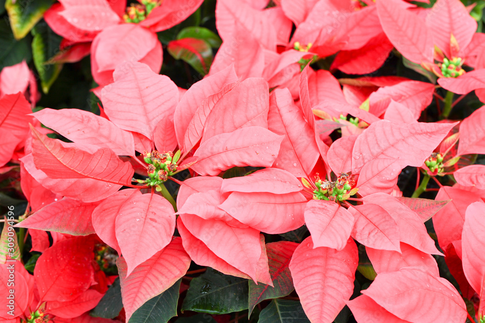 Beautiful red Christmas poinsettia flower Beautiful red Christmas poinsettia flower
