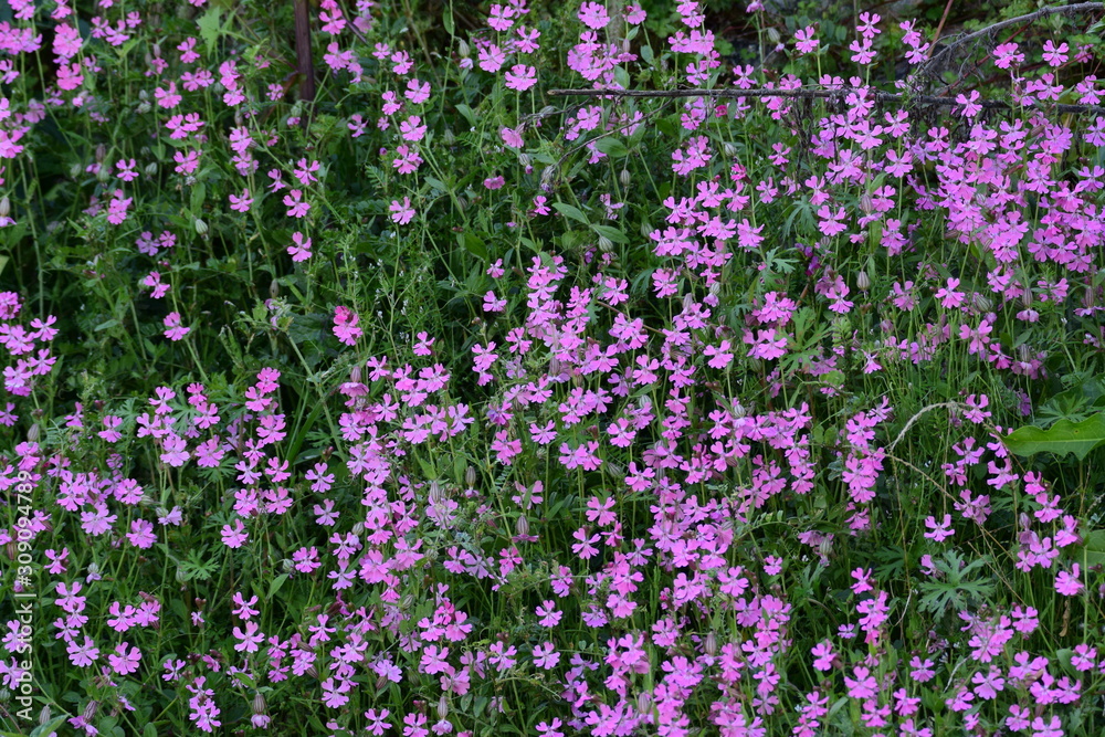 春、さくら草 春、さくら草