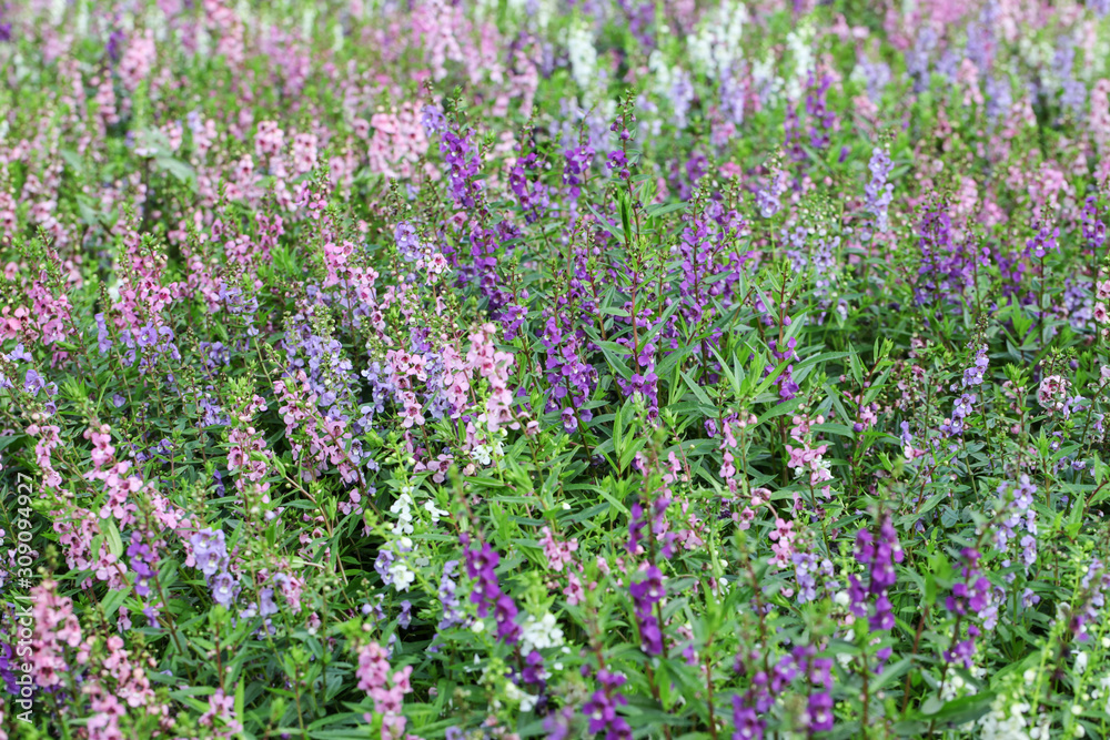 Obraz premium Willowleaf Angelon flowers field,many beautiful purple flowers blooming in the countryside in spring 