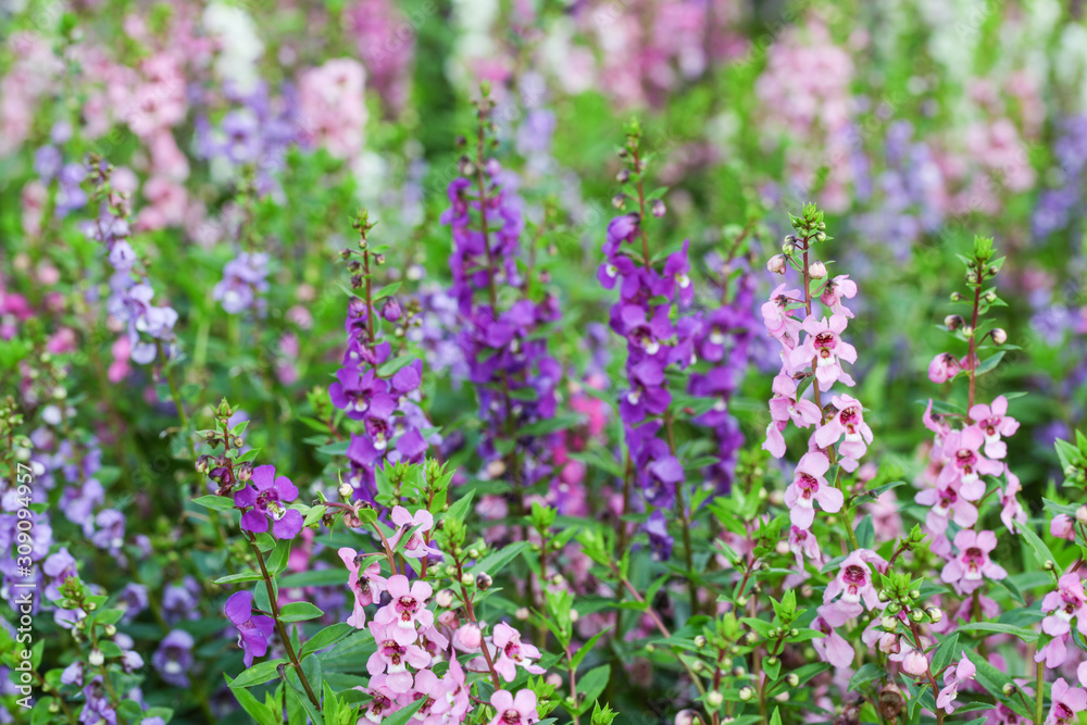 Willowleaf Angelon flowers field,many beautiful purple flowers blooming in the countryside in spring Willowleaf Angelon flowers field,many beautiful purple flowers blooming in the countryside in spring