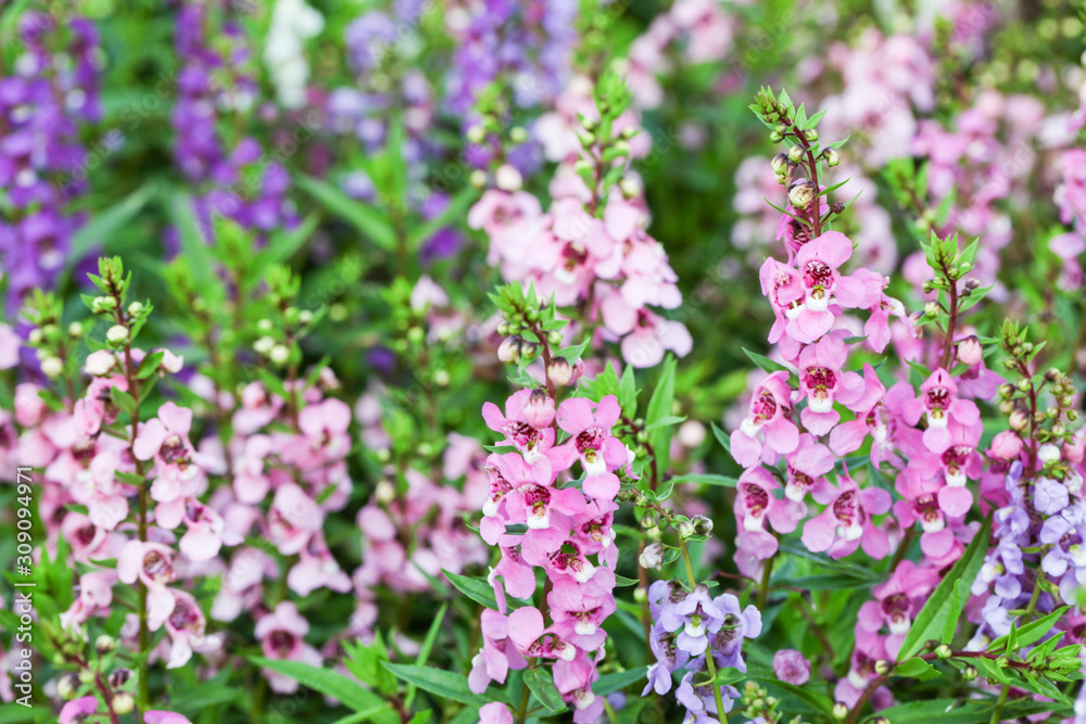 Willowleaf Angelon flowers field,many beautiful purple flowers blooming in the countryside in spring Willowleaf Angelon flowers field,many beautiful purple flowers blooming in the countryside in spring