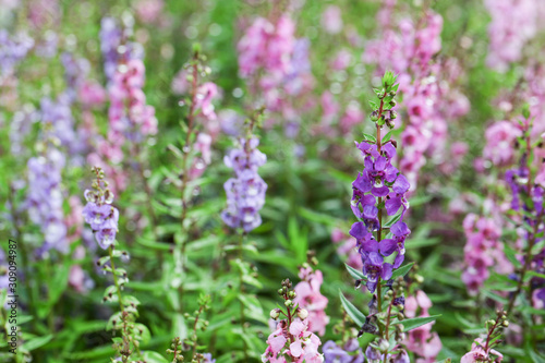 Willowleaf Angelon flowers field,many beautiful purple flowers blooming in the countryside in spring 