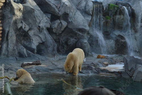 Polar Bear, mother and cub