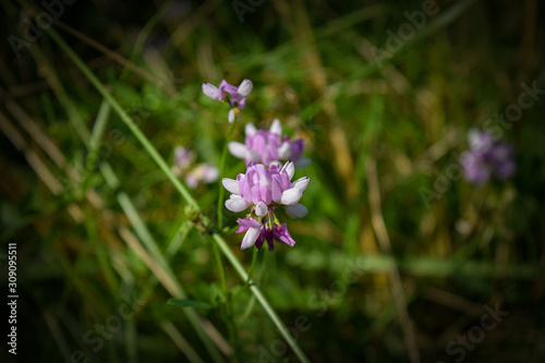 Wallpaper Mural Purple Flower Torontodigital.ca