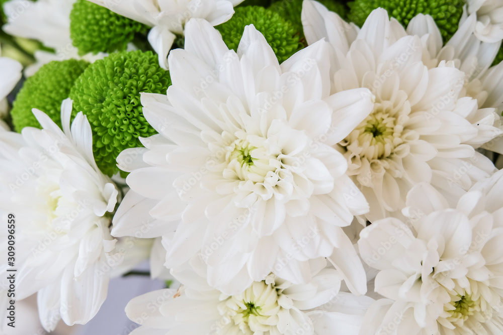 White chrysanthemum flowers