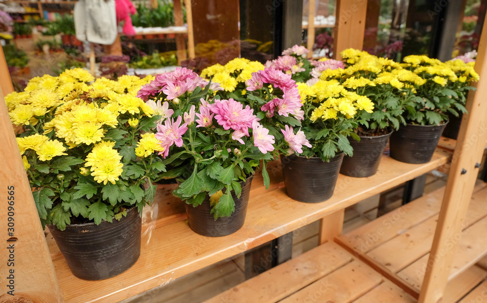 Chrysanthemum in flowerpot