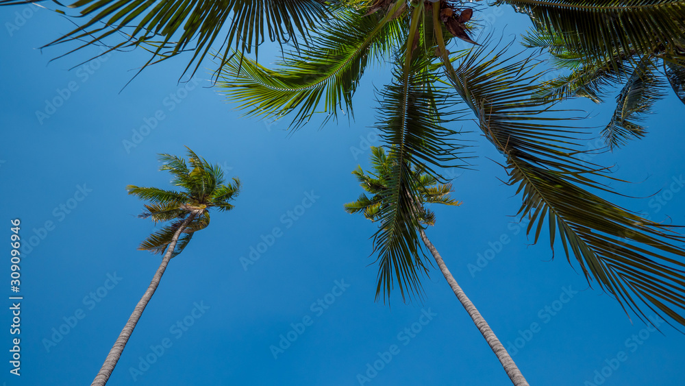 Fototapeta premium palm tree on sky