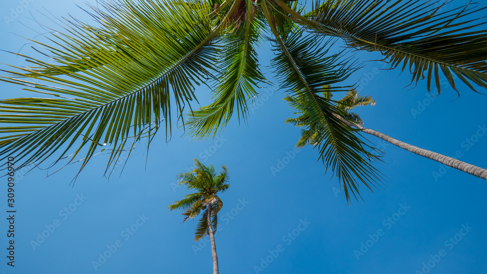 palm tree on background of blue sky palm tree on background of blue sky