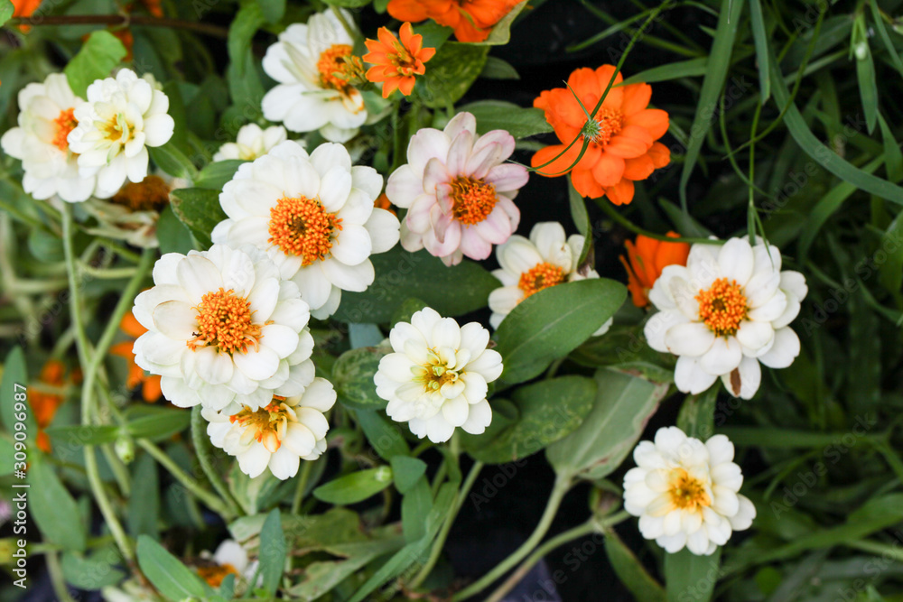 Fototapeta premium Zinnia elegans flower in the field.