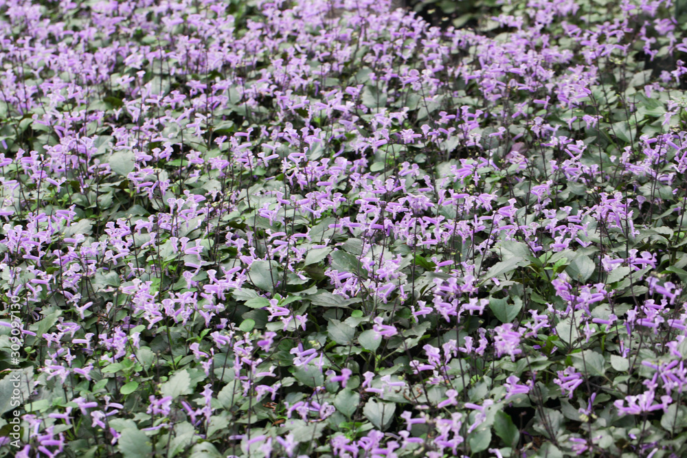 Obraz premium Plectranthus Mona Lavender flowers