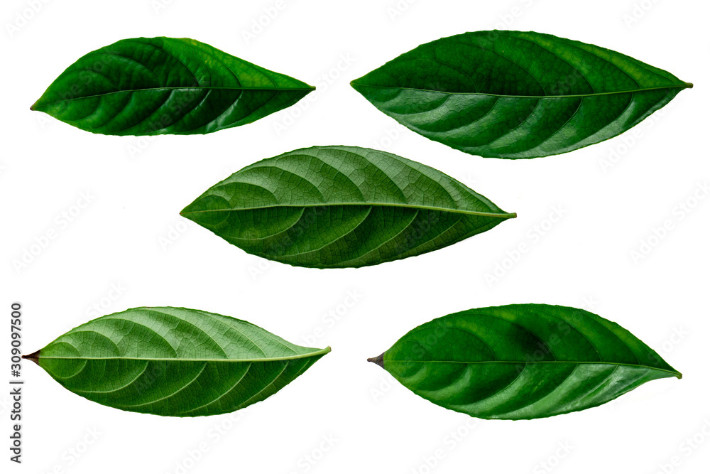 Leaves in the garden on white background. Debris after being eaten by worms. The furrows on the leaves occur naturally. Leaves in the garden on white background. Debris after being eaten by worms. The furrows on the leaves occur naturally.