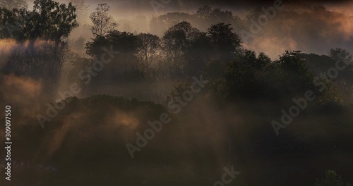 foggy morning in the forest