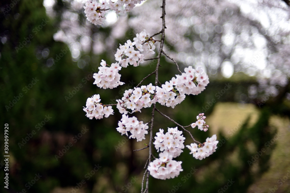 桜