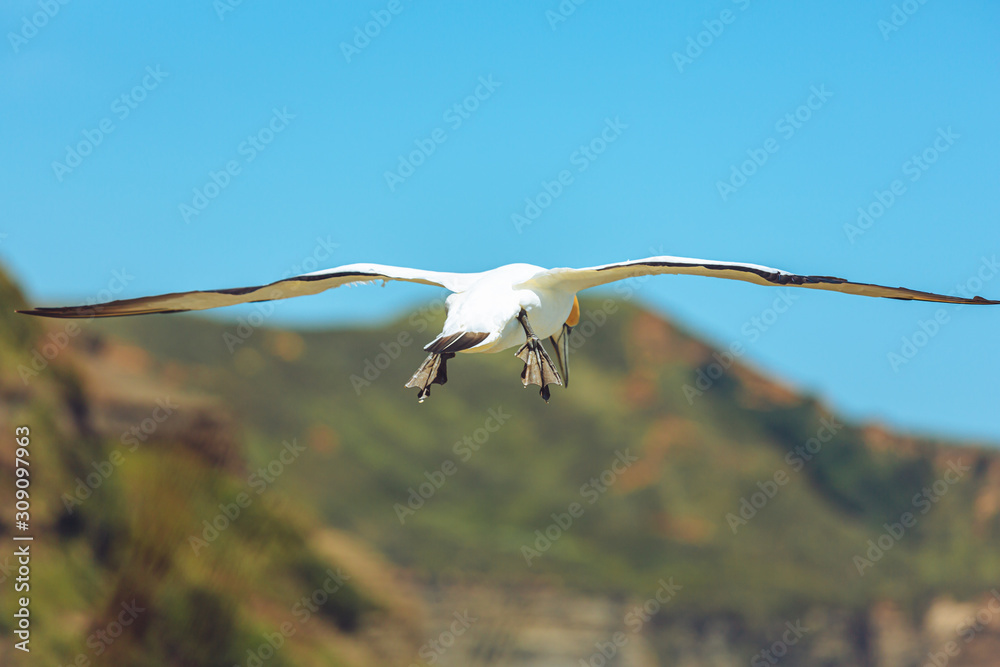 Australasian Gannet colony, Muriwai, New Zealand