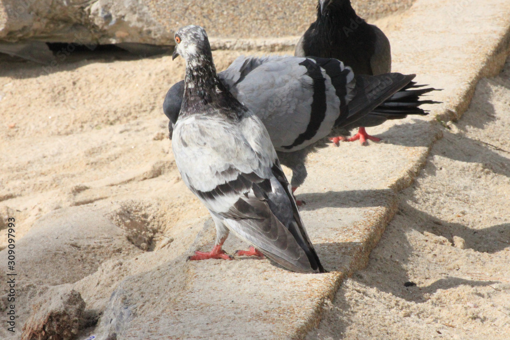 Fototapeta premium Pigeons walking forage
