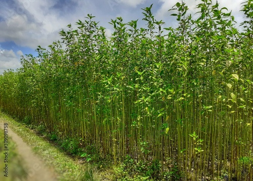 Jute plant in the field. Jute cultivation in Assam in India