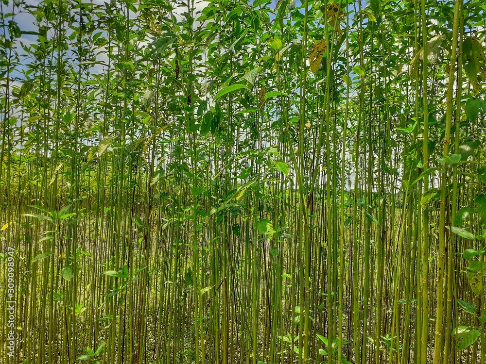 Green jute plant in the field. Jute cultivation in Assam in India. Green jute plant in the field. Jute cultivation in Assam in India.