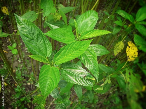 Green jute plant leaves. Jute cultivation in Assam in India