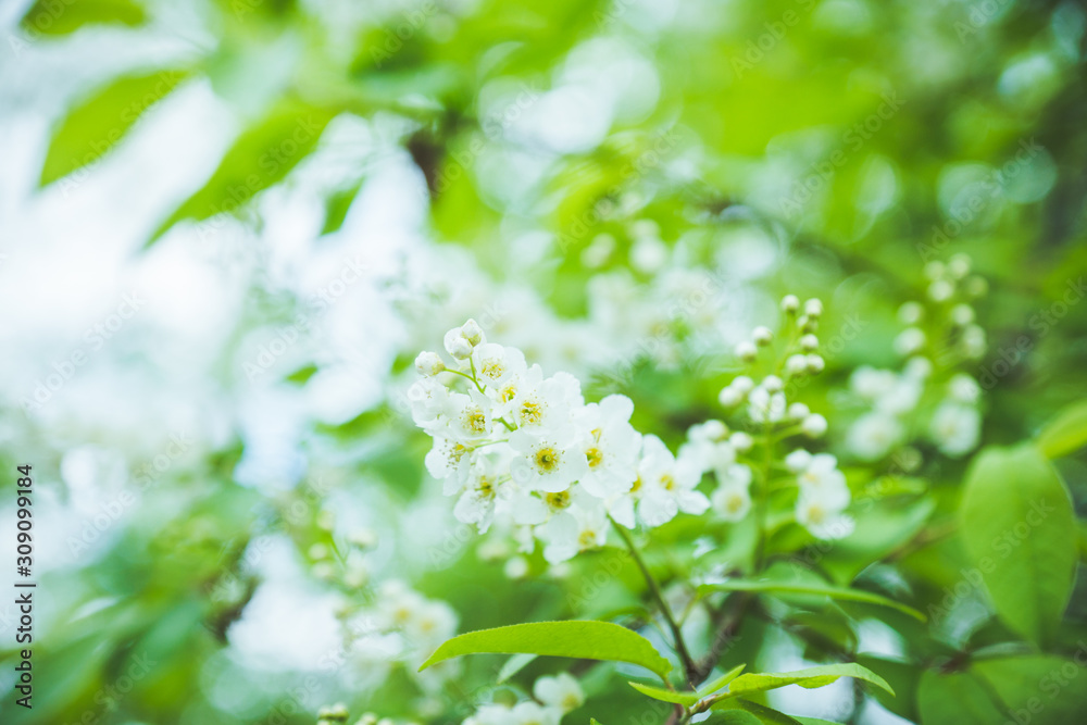 Blooming bird cherry tree in the garden. Selective focus. Blooming bird cherry tree in the garden. Selective focus.