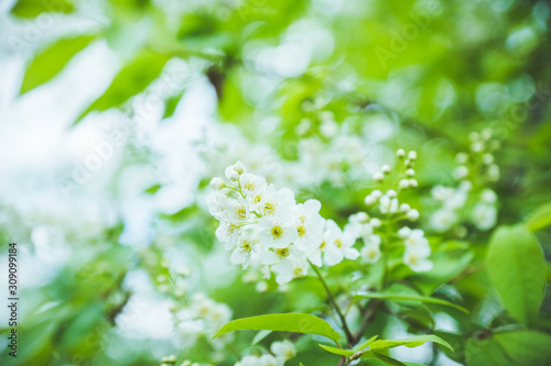 Blooming bird cherry tree in the garden. Selective focus.