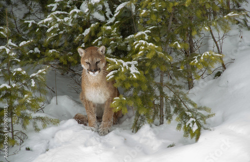 Mountain Lion 