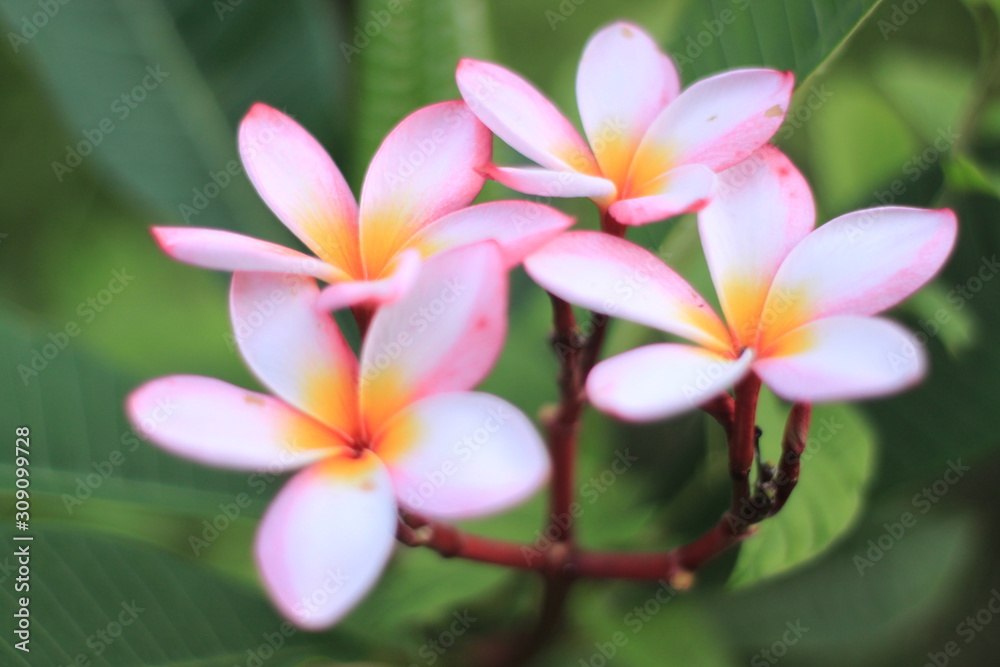 macro ping flower image macro ping flower image