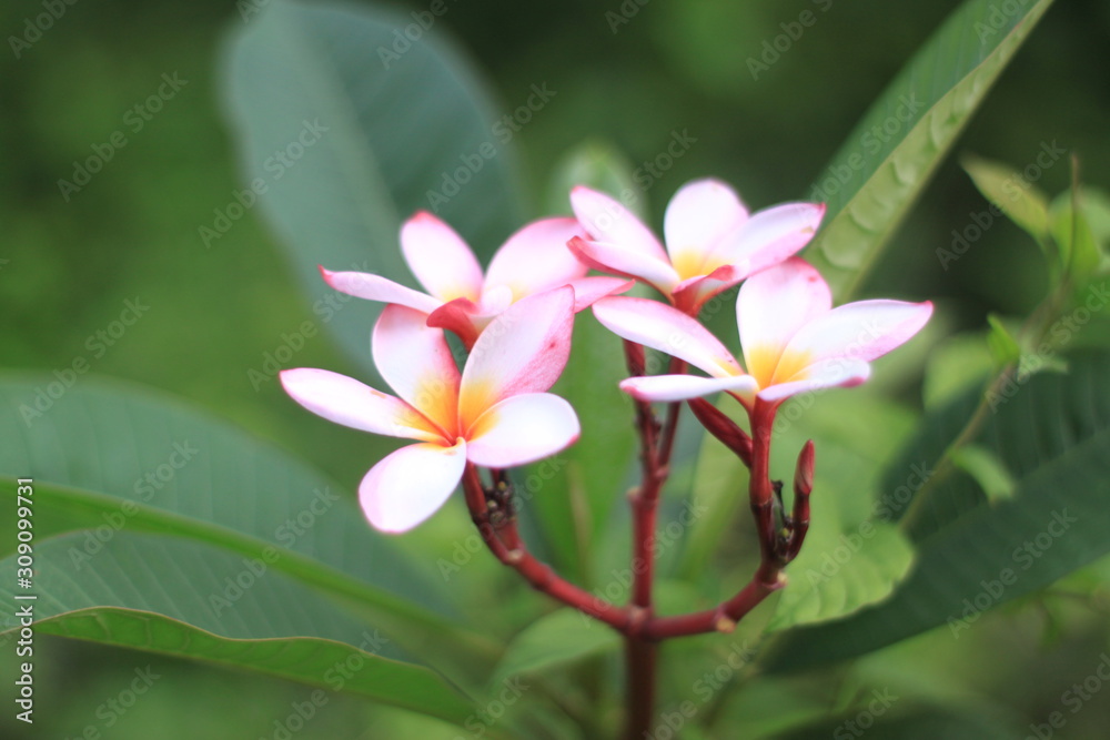 macro ping flower  image