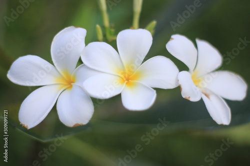 close up  plumeria   flower