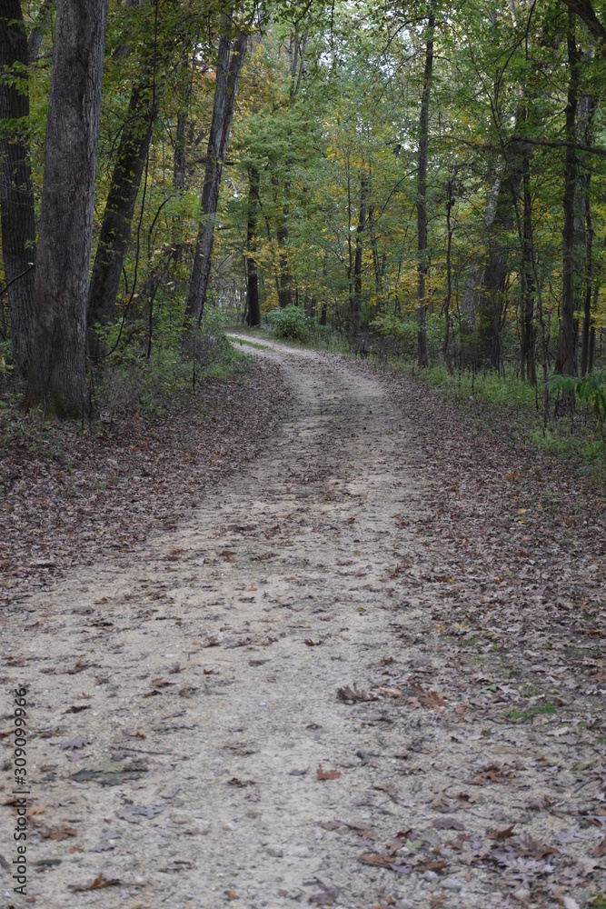 Wooded Path Wooded Path