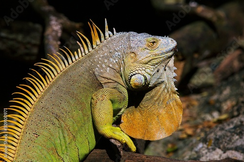 green iguana