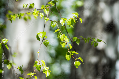 Birch branches with new leaves in the forest. Selective focus.